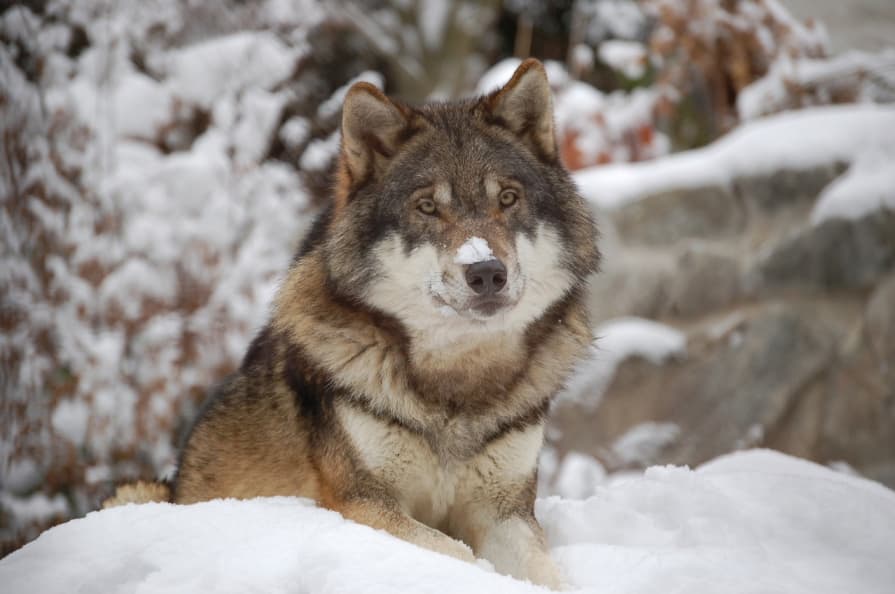 Halomra lövetnék a farkasokat Szlovákiában