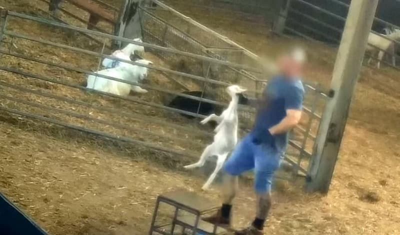 BRUTÁLIS: Videón, ahogy ütik, kínozzák az állatokat egy farmon, amely tejtermékeket szállít bevásárlóközpontoknak 18+