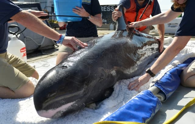 Megmentették a hétvégén Új-Zélandon partra vetődött törpe kardszárnyú delfinek egy részét