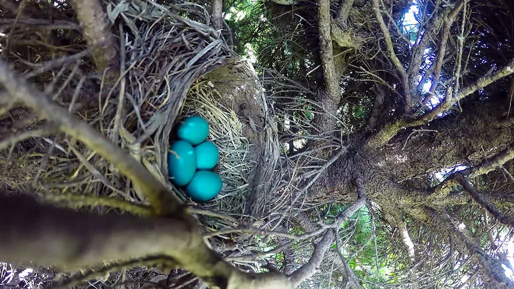 Kikelő tojásokat akart videózni - a végeredmény azonban borzalmas lett (videó)