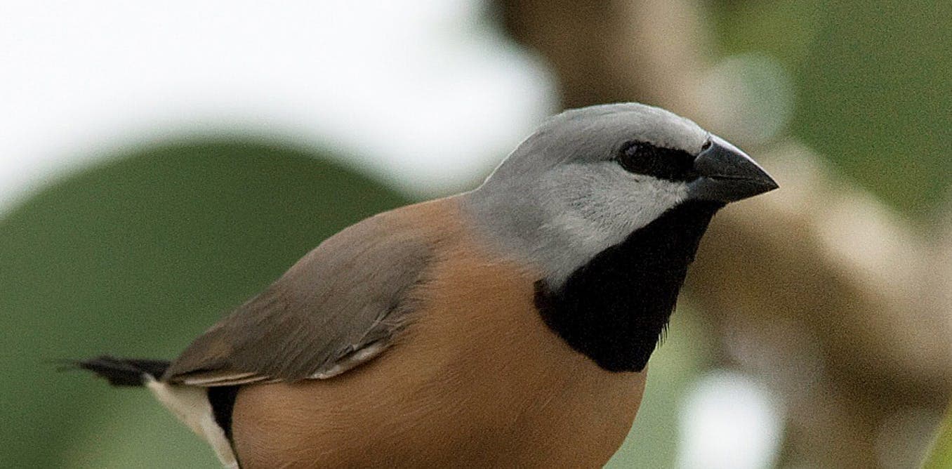 A szakállas amandina lett az év madara Ausztráliában