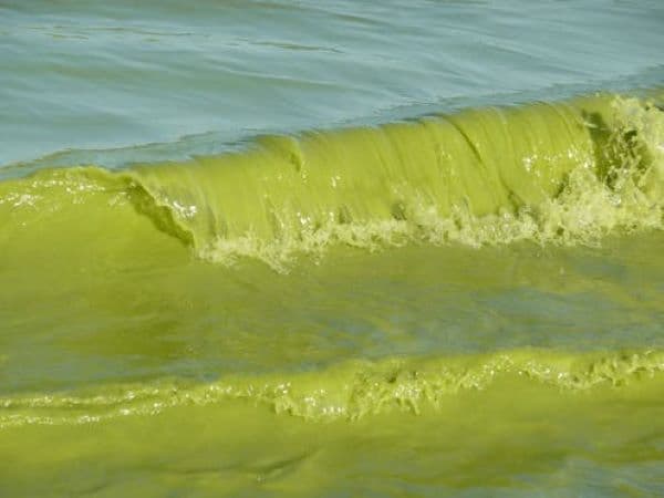 Zöldre festi a hegyi tavakat a klímaváltozás az Egyesült Államokban