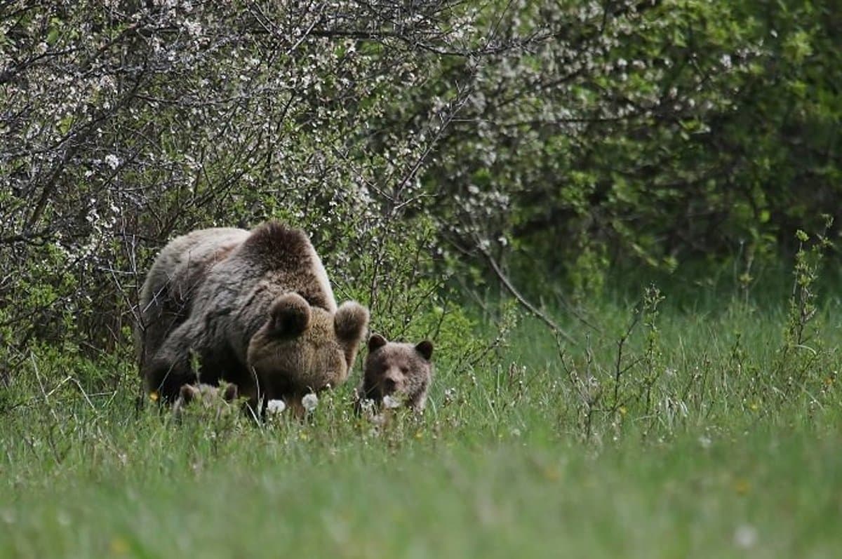 Medve harapott meg egy pásztort Erdélyben