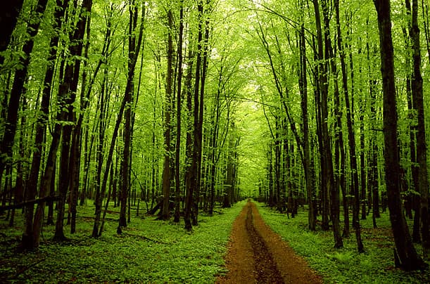 Több mint 60 ezer fafajnak ad otthont a bolygónk