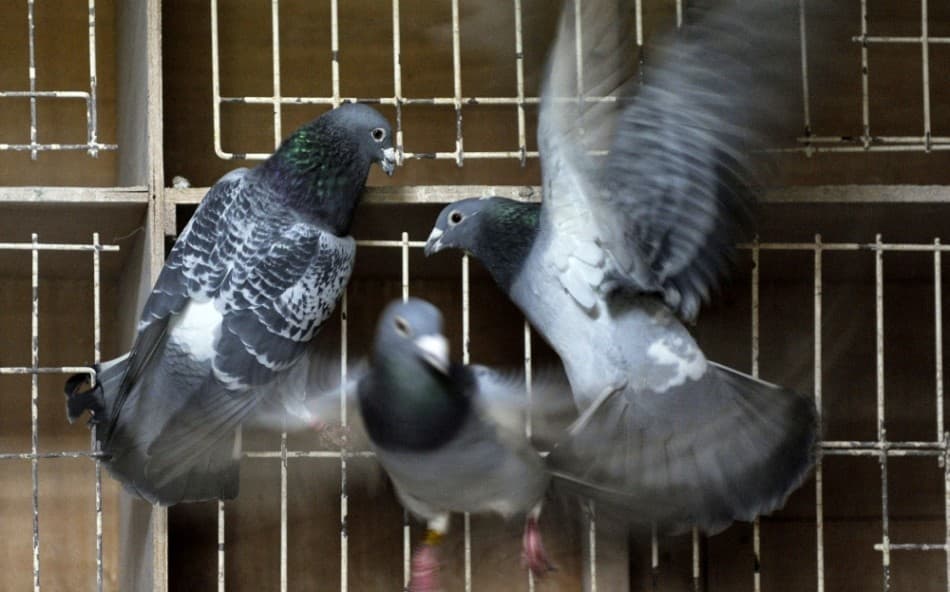 Ősz óta több mint 550-nel csökkent a galambok száma Vágsellyén
