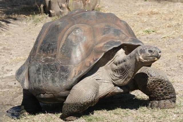 Nem veszélyezteti a Galápagos-szigetek teknőseit a vulkánkitörés