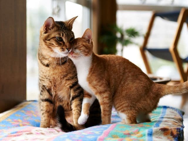 A nőstény macskák jobbmancsosak, a hímek inkább a balt használják