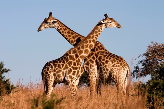 Zümmögnek a zsiráfok