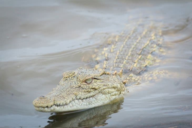 Szokatlan dolog történt - három krokodil megmentett egy kutyát (FOTÓ+VIDEÓ)