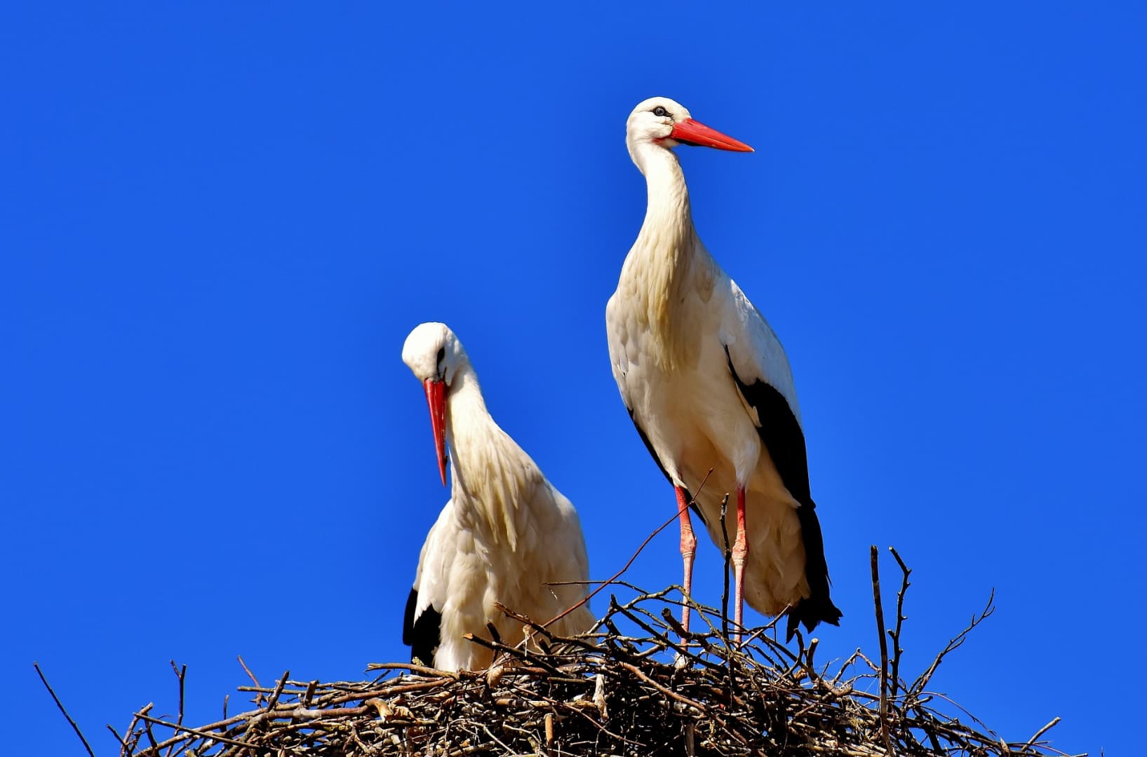 Nagy számban pusztultak el az erdőtüzek miatt megzavarodott gólyák Görögországban