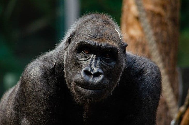 Megfertőződött két gorilla koronavírussal a San Diego-i állatkertben