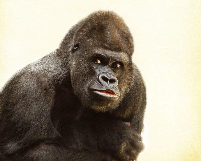 Elpusztult 61 évesen a világ legidősebb hím gorillája