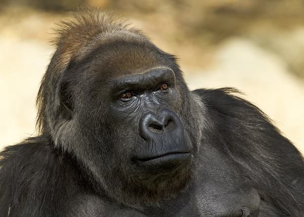 Elpusztult Vila, a világ egyik legidősebb gorillája