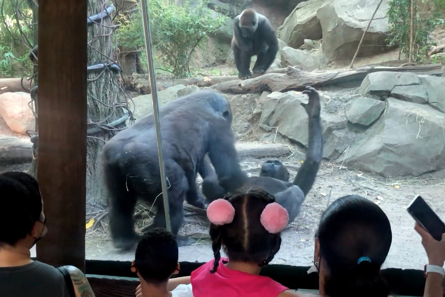 Elképesztő! Az állatkert látogatói szeme láttára kezdtek huncutkodni a gorillák (VIDEÓ)
