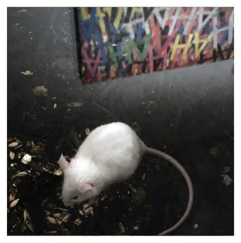 Élő egereket használó kiállítás ellen tiltakoznak az állatvédők