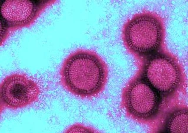 Az immunsejtek speciális csoportja segíti a mutálódott vírusok elleni védekezést