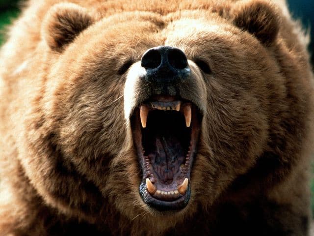 Argentínából Coloradóba helyeznek át 10 grizzly medvét