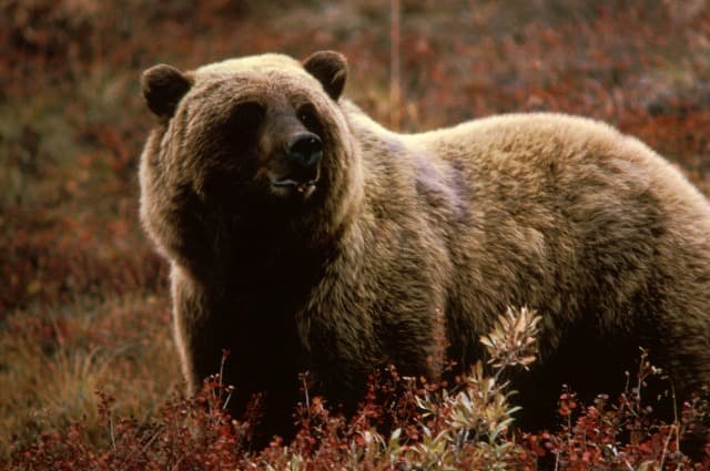 Négy évtized után újra lehet grizzlyre vadászni