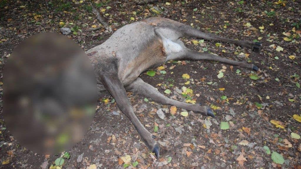 DURVA: Levágták és agancsával együtt ellopták egy szarvas fejét