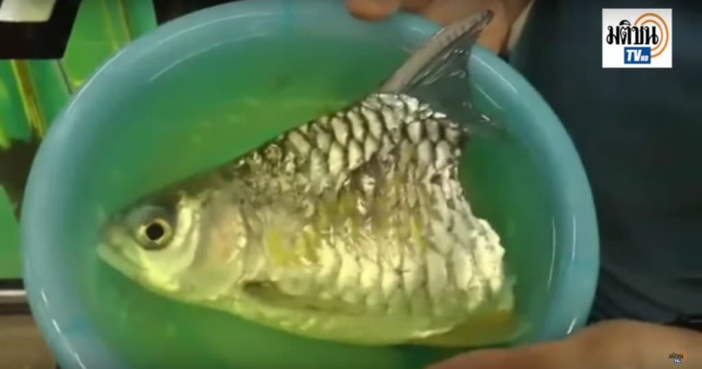 Kettétört a hal teste, de túlélte (videó)