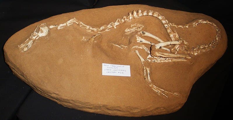 Bizarr külsejű apró dinoszaurusz élt 75 millió éve a Földön