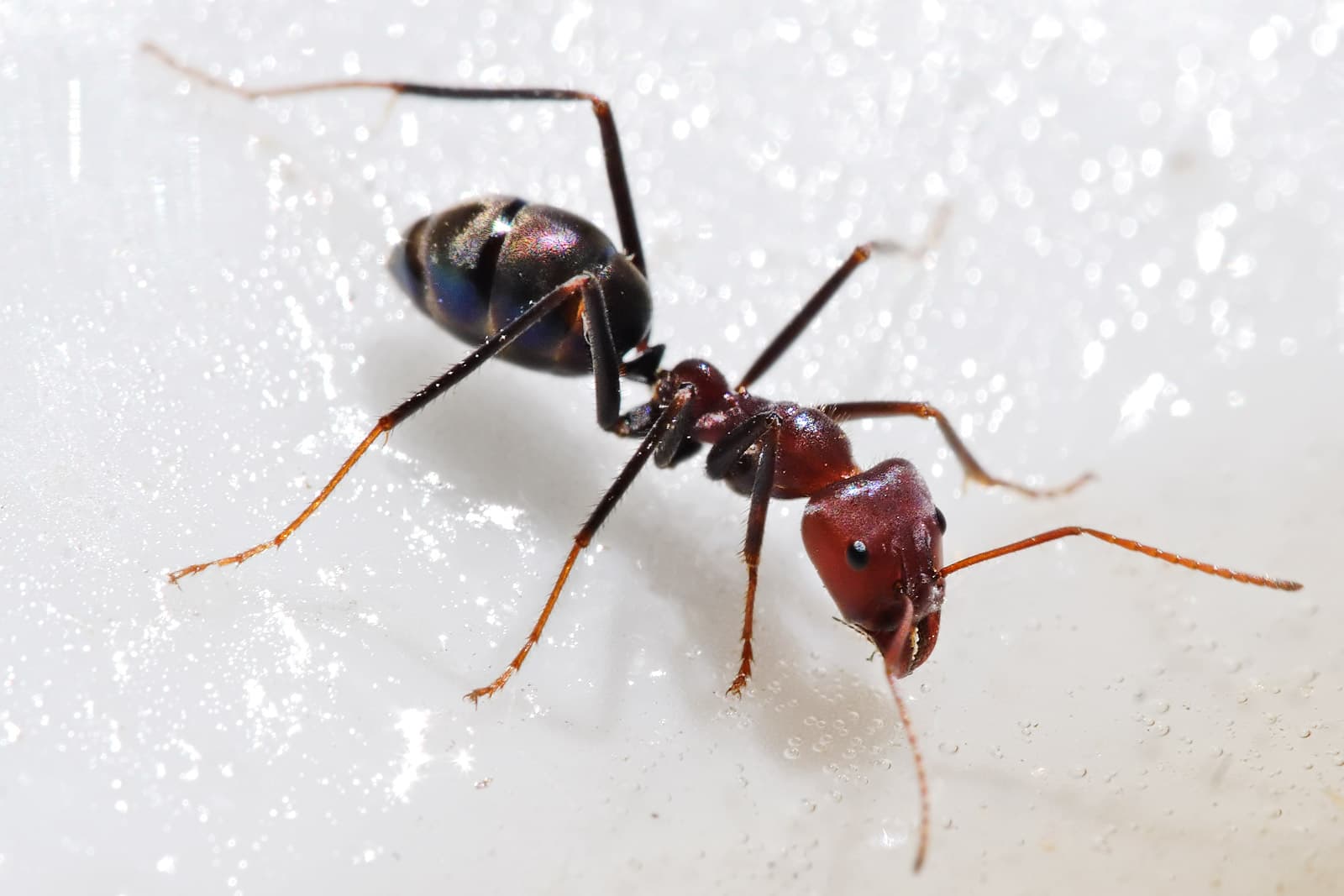 Ez nem vicc: A hangyák jelenthetik a megoldást a rákos megbetegedések azonosításában