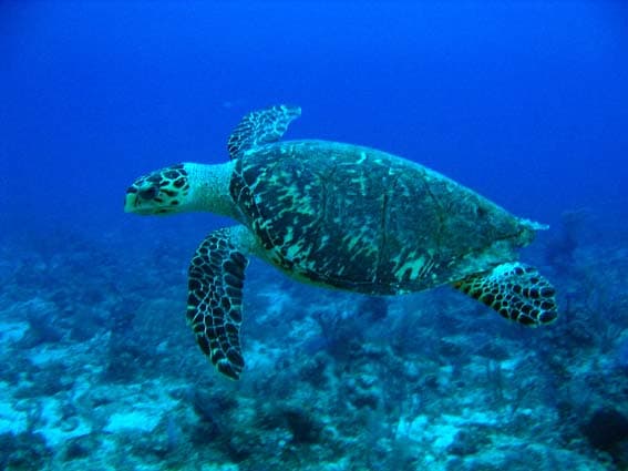 A tengeri teknősök minden fajában találtak mikroműanyagot