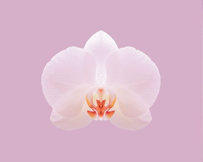 Új orchideafajra bukkantak Japánban