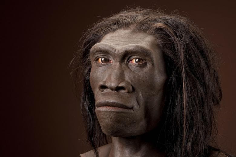 A lustaság okozta a Homo erectus vesztét