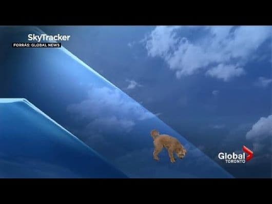 Kutya trollkodott meg egy időjárásjelentést a kamerák előtt (VIDEÓ)