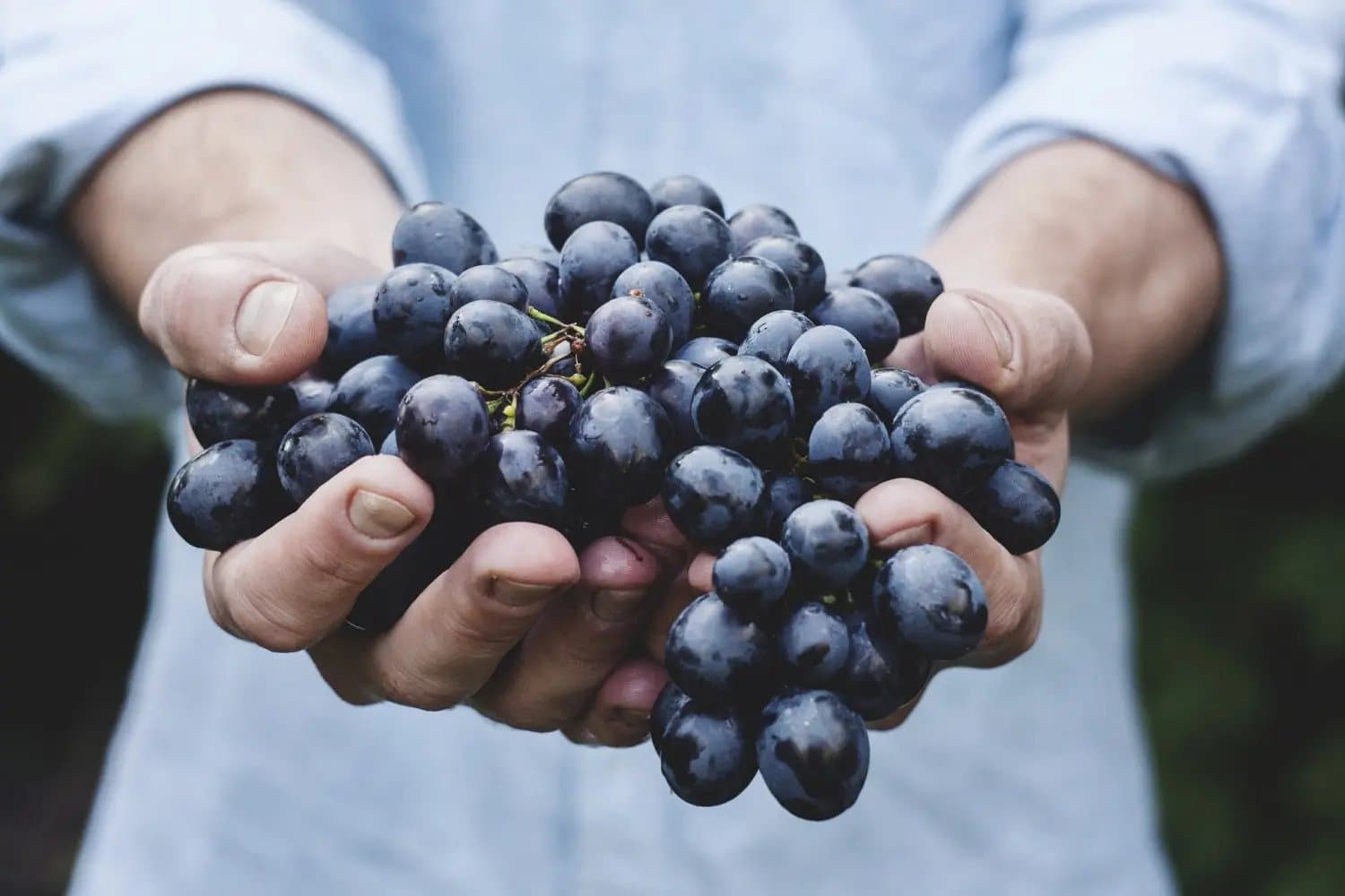 Itt az őszi szupergyümölcs - miért fogyassz minél több szőlőt?