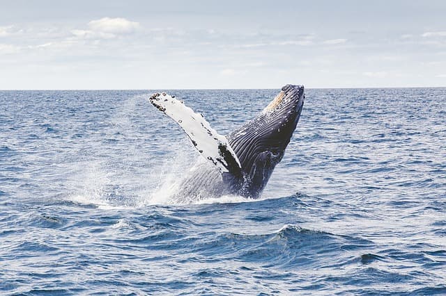 Környezetvédők és hírességek felemelték szavukat a bálnavadászat ellen