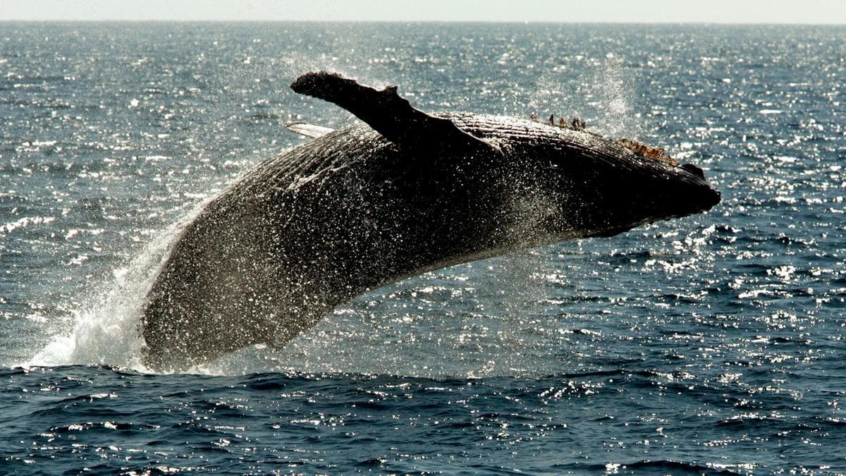 Öt elpusztult bálnát találtak Szicília térségében az elmúlt héten