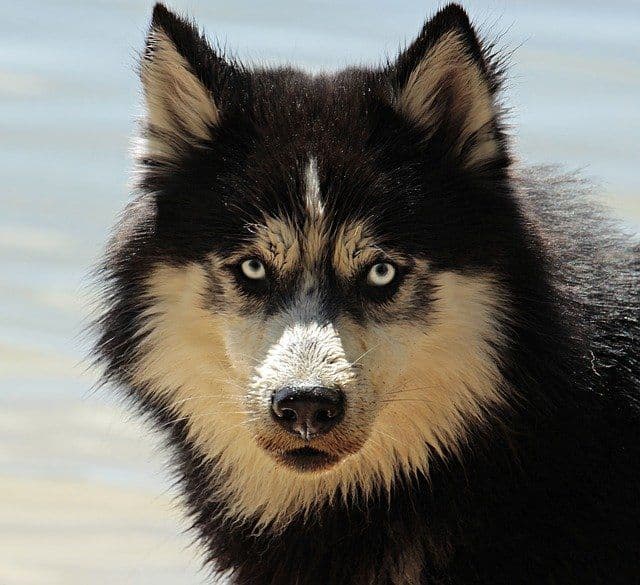 A kutyák kétszer fejlődtek ki a farkasokból más-más térségben