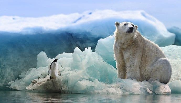 Agyonlőttek egy jegesmedvét, amelyik egy lakott településre tévedt