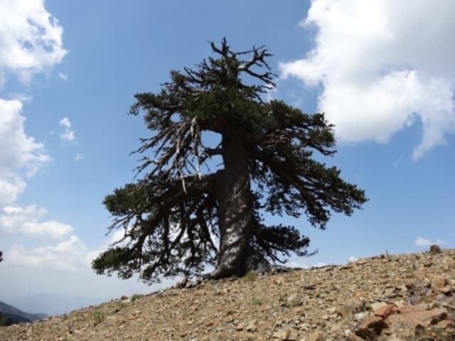 Ez a fa Európa legidősebb élő fája