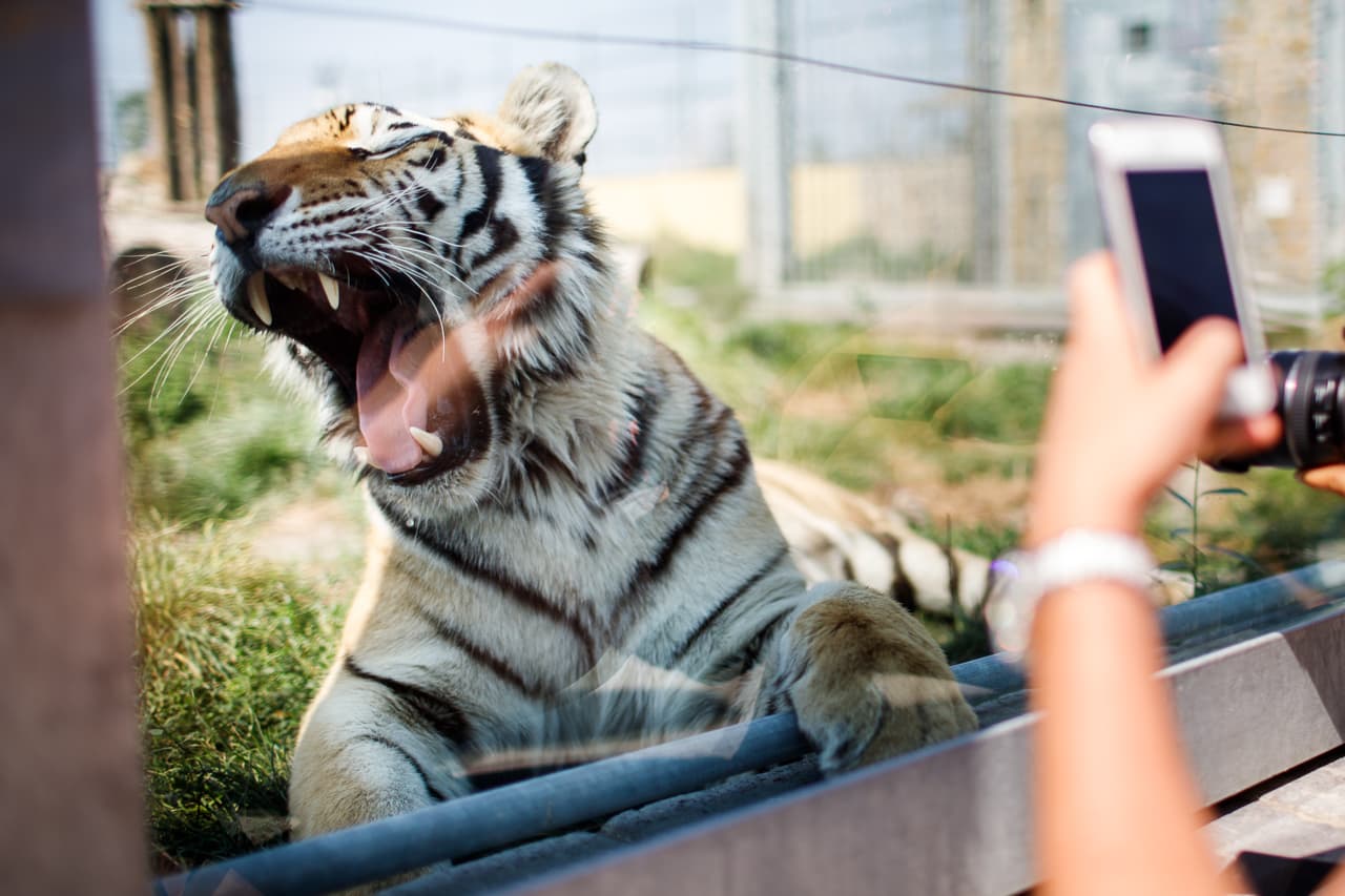 Nem állatkertből szökött meg a tigris, amely felbukkant Szlovákiában
