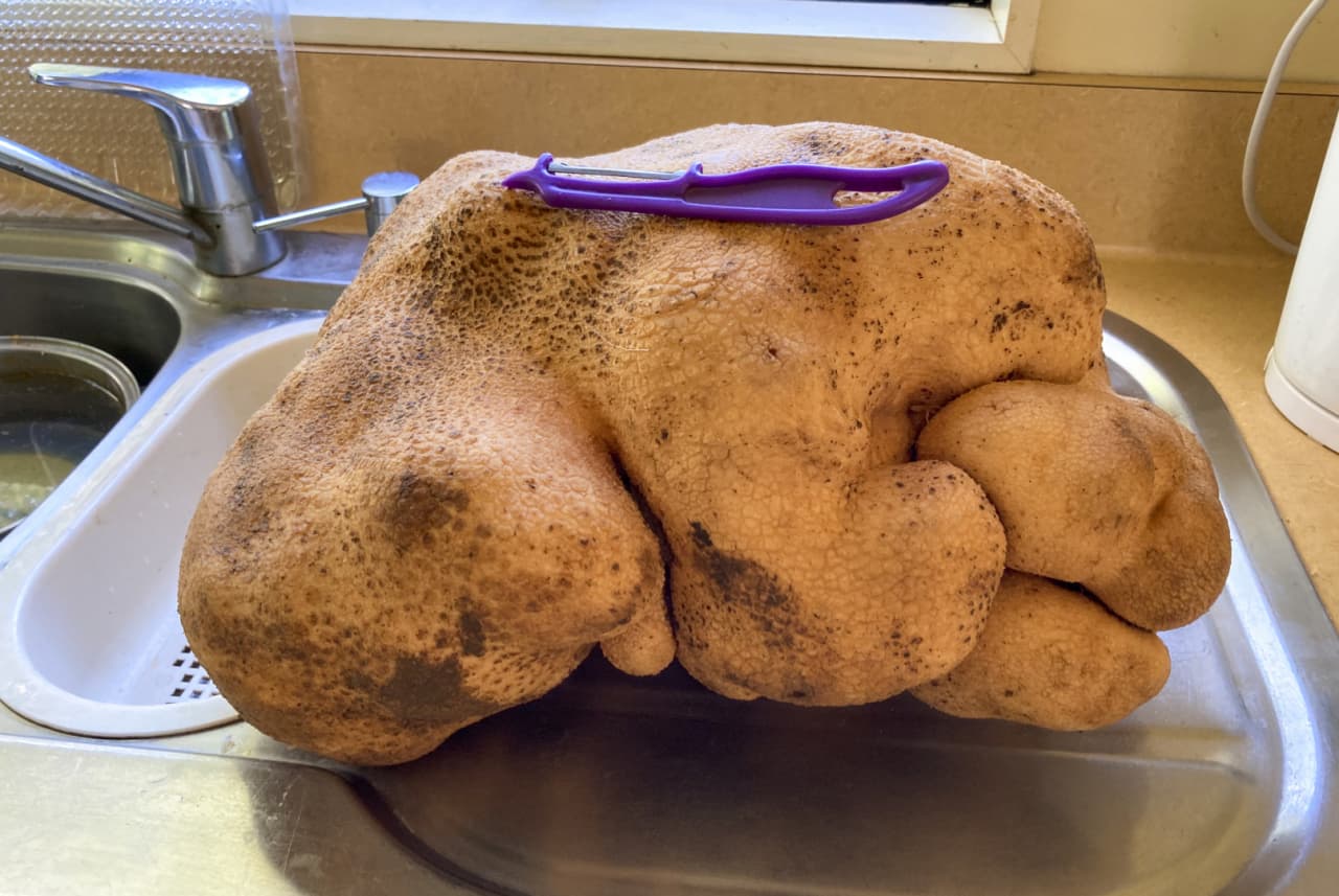 Ez lehet a világ legnagyobb krumplija – mutatjuk, hány kilót nyom