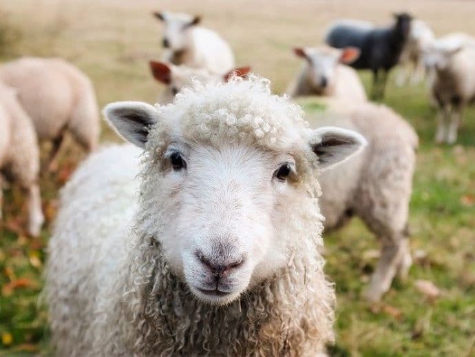 Egy nő úgy tett, mintha imádkozna a betlehemnél, aztán elemelte az egyik bárányt (VIDEÓ)