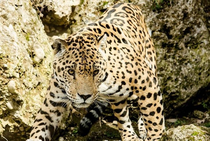 Visszatelepítenék a jaguárokat az Egyesült Államokba