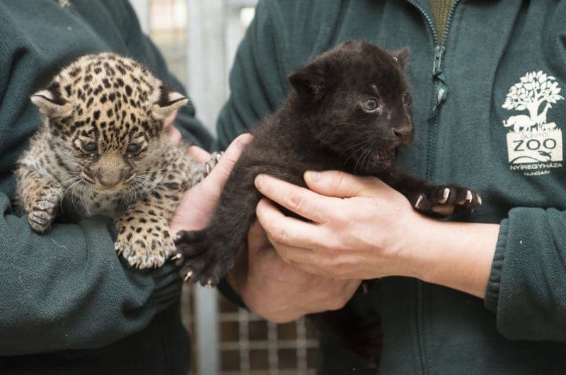 Rettentő cuki jaguárikreket mutattak be a magyar állatkertben (fotók és videó)