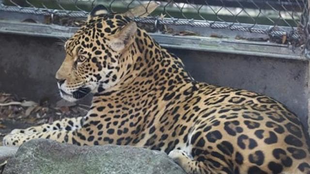 Kiszabadult egy jaguár a karámjából – kész mészárlást végzett