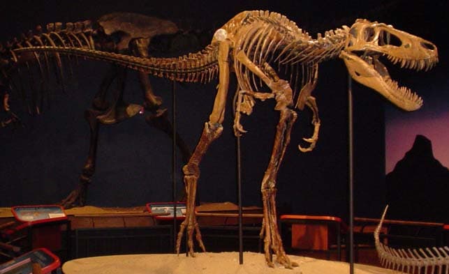 Nem létezett a T. rex riválisának tartott Nanotyrannus