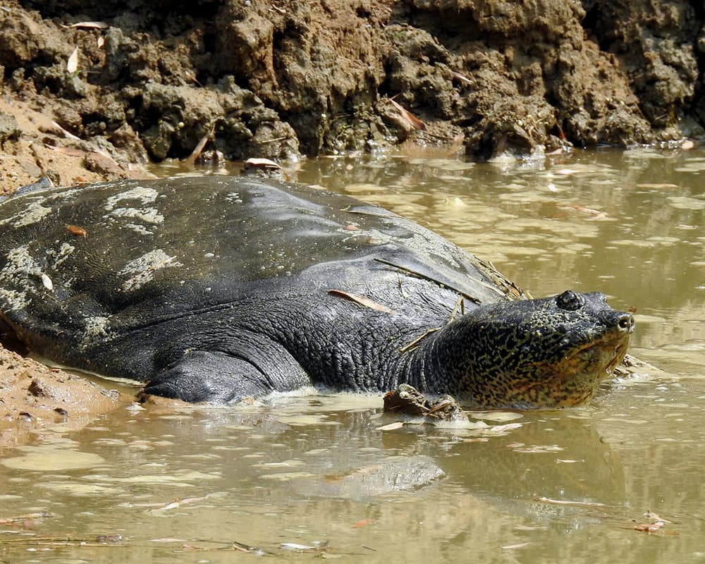 Kifosztották egy kihalás fenyegette teknősfaj ritka fészkét