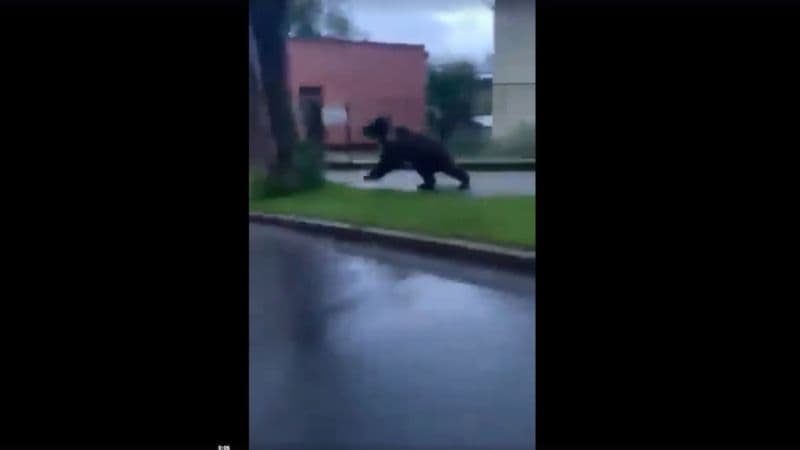 Elképesztő: hatalmas medve rohangált a város utcáján! (videó)