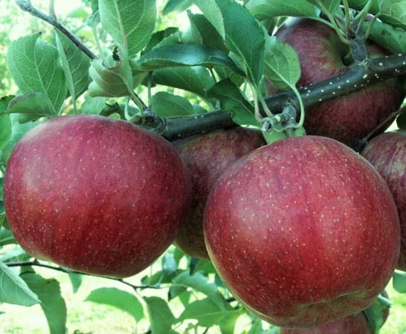 A jó kertész első tavaszi lépései - az almatermésűek metszése