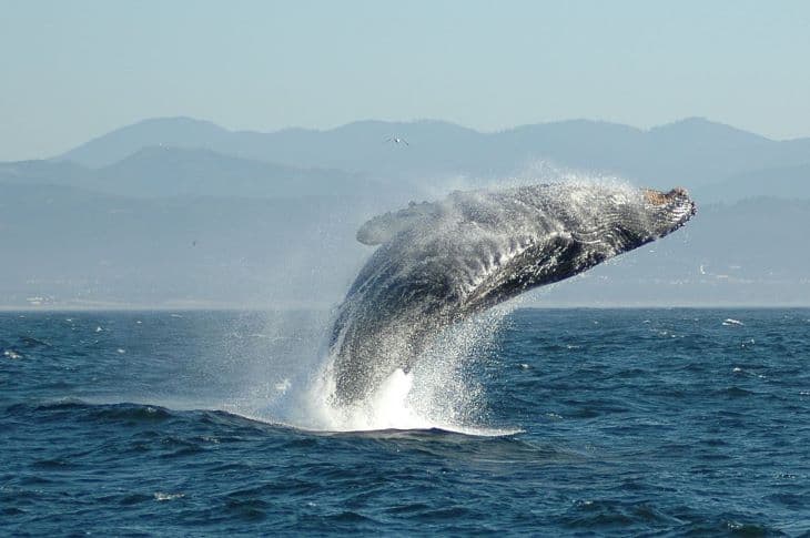 A fotóst bekapta egy 15 tonnás bálna - elárulta, hogy minek köszönhetően élte túl a történteket (VIDEÓ+FOTÓ)
