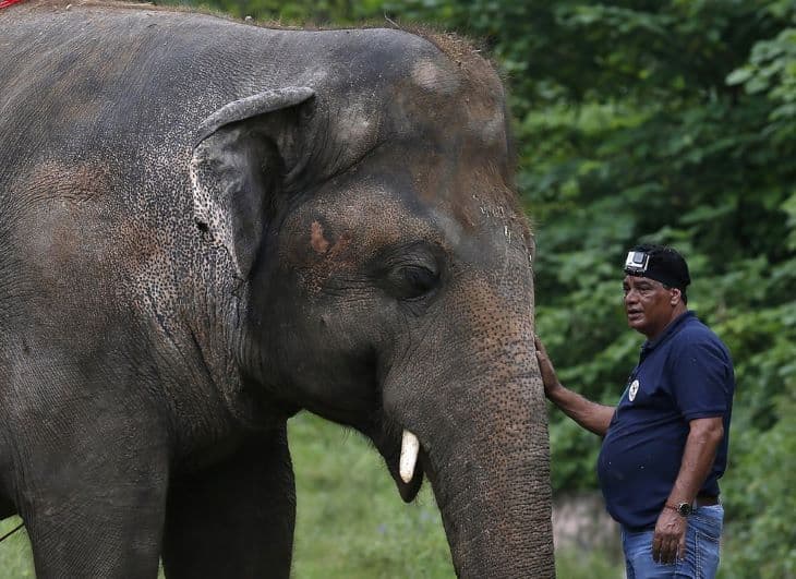 Kambodzsai rezervátumba kerül a "világ legmagányosabb elefántja"