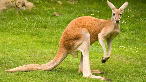 Agyonharapdálta a nőt a kenguru