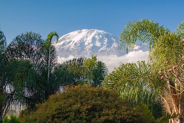 Betiltották a fakitermelést a Kilimandzsáró környezetében lévő erdőkben